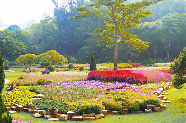 慶祝新中國成立70週年市花三角梅展在植物園開展